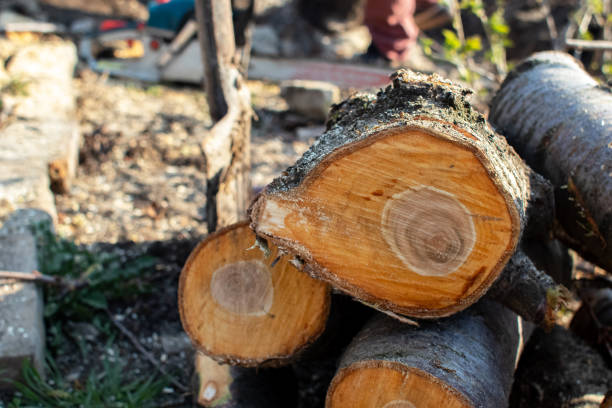 How Our Tree Care Process Works  in  Apache Junction, AZ